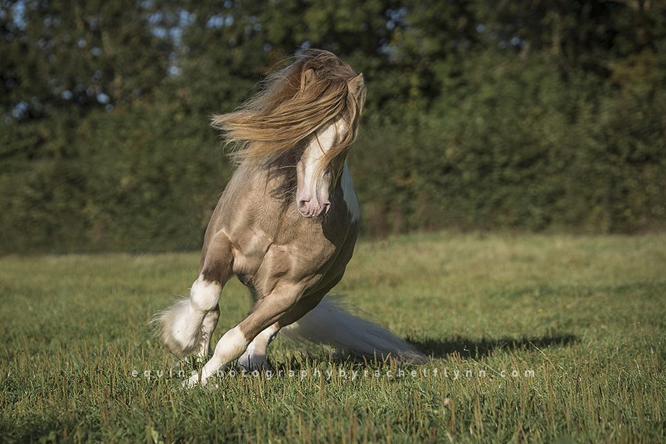 Equine Photography by Rachel Flynn